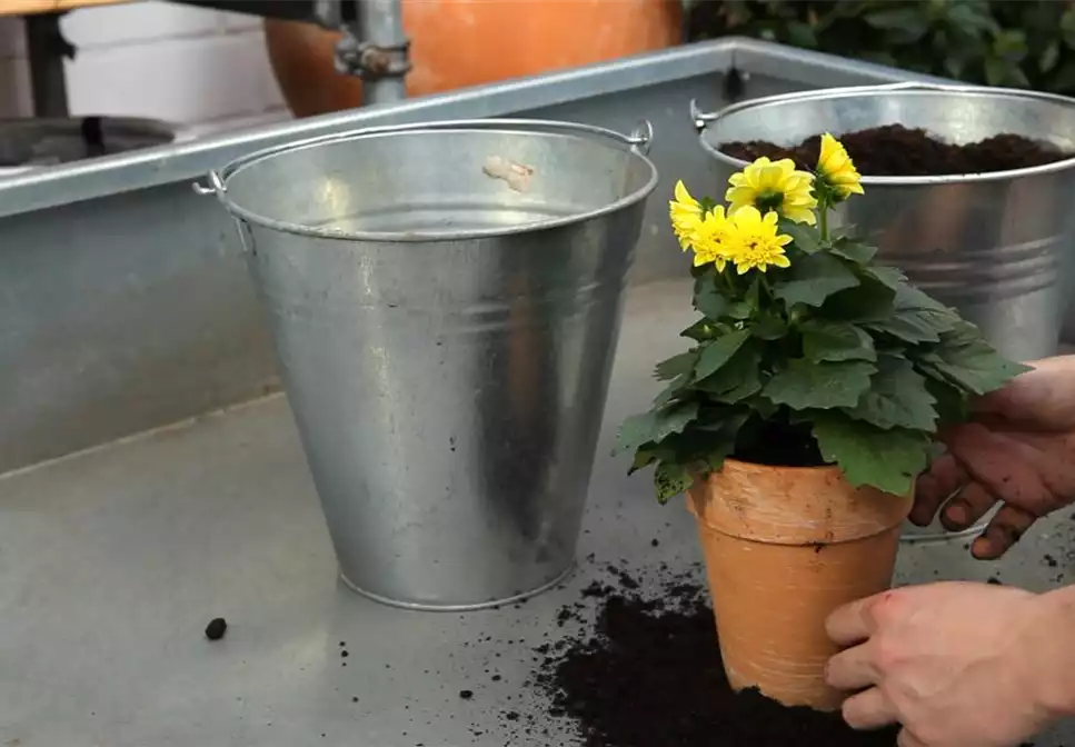 Dahlie - Einpflanzen in ein Gefäß