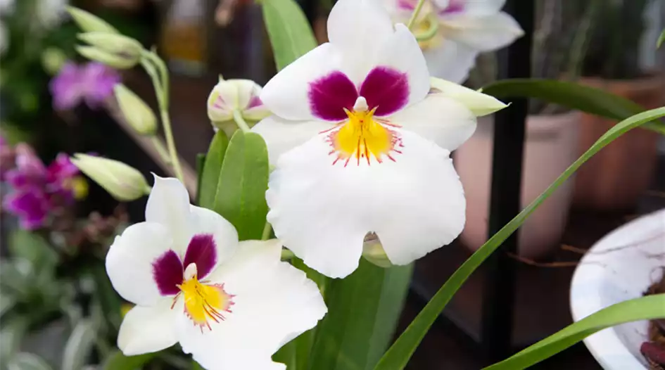 Miltonia