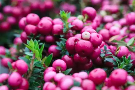 TON IN TON IN DEN HERBST