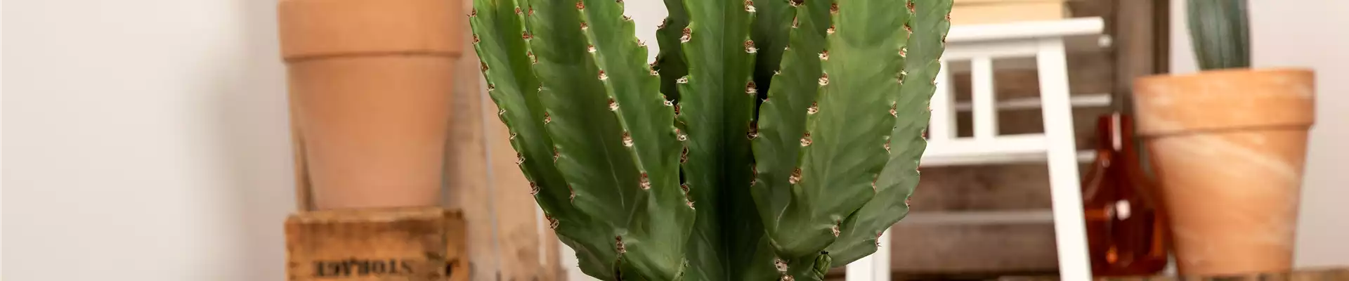 Euphorbia ingens