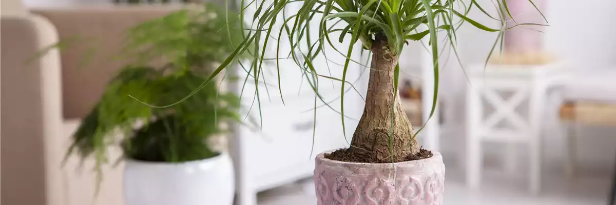 Beaucarnea recurvata