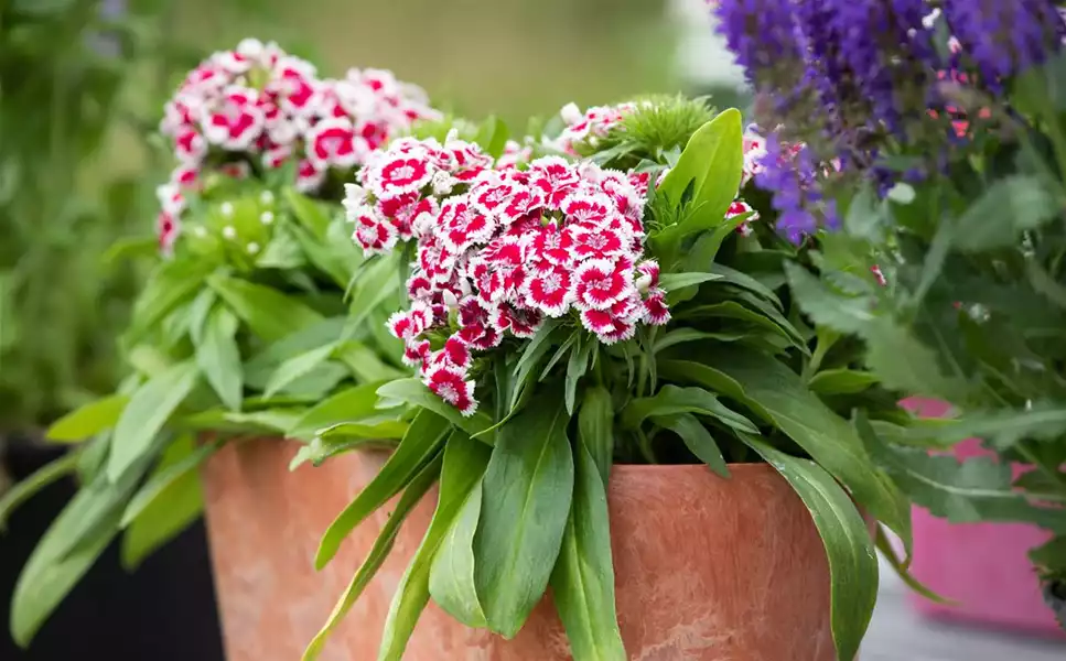 Pflanzideen - Besondere Arrangements