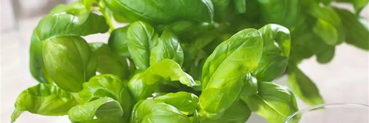 Basilikum - Aussäen von Samen