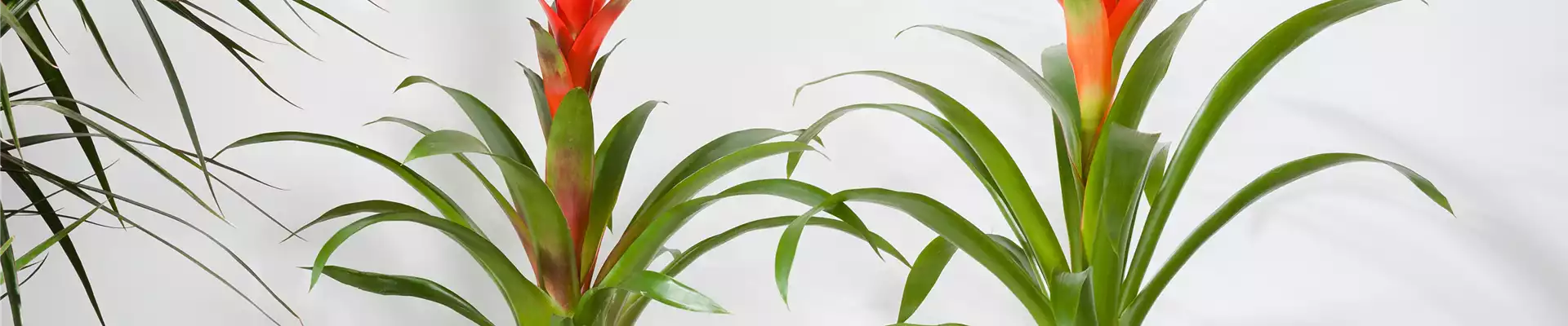 Bromelia