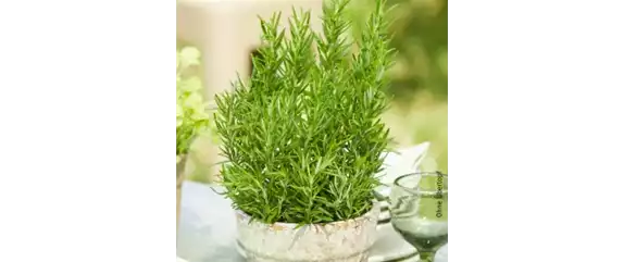 PFLANZE DER WOCHE: ROSMARIN