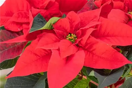 ZAUBERHAFTE WEIHNACHTSSTERNE!