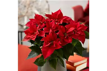 WIE GEHT... WEIHNACHTSSTERN PFLEGEN?