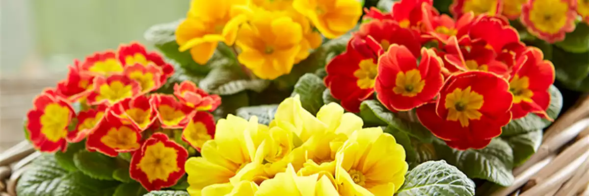 PFLANZE DES MONATS FEBRUAR: KISSENPRIMEL