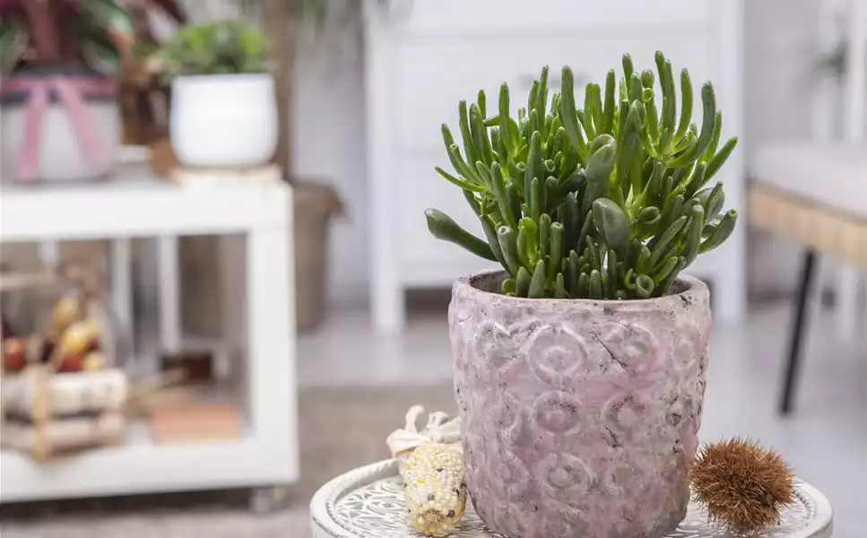 Innen - Hübsche Übertöpfe und Co.