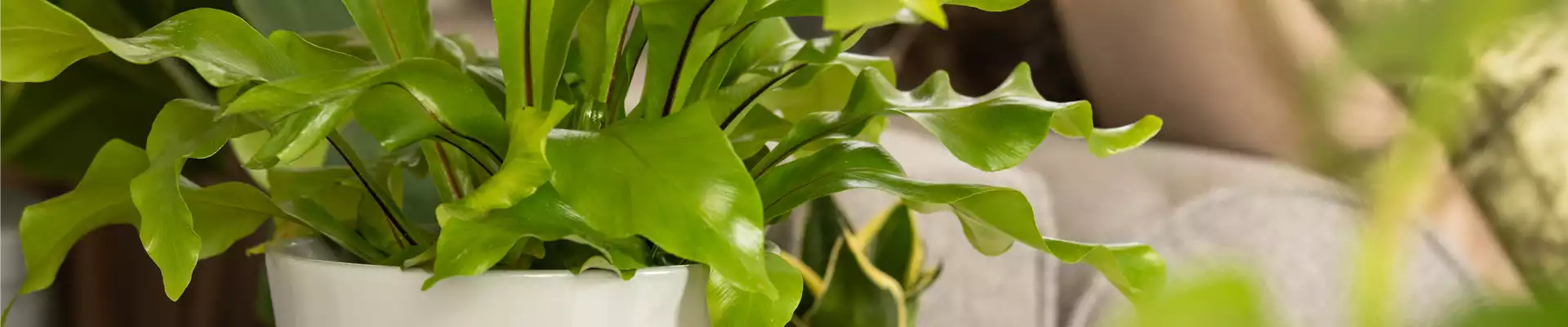 Asplenium nidus