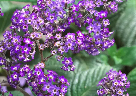 Vanilleblume