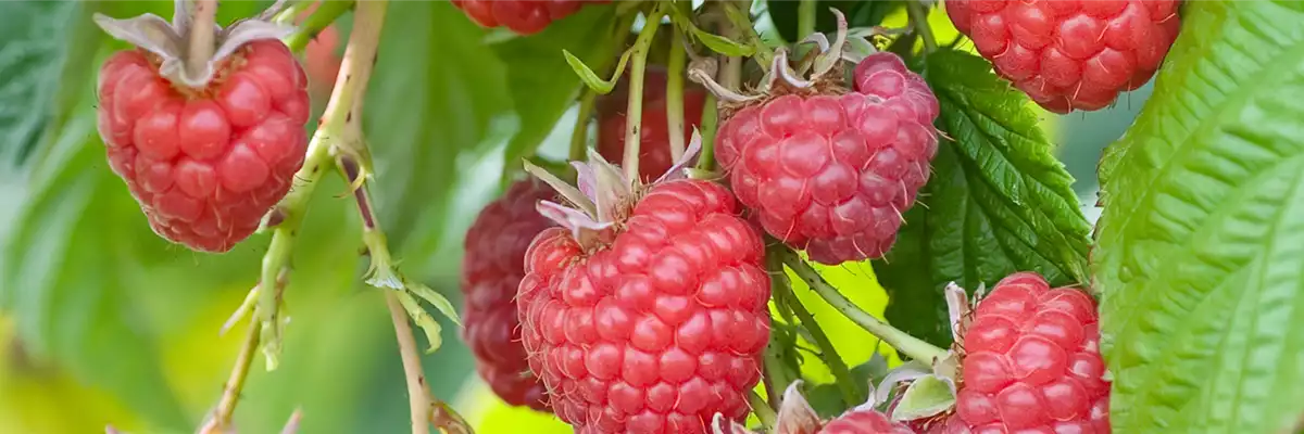 Ernteverlängerung bei Beerenobst