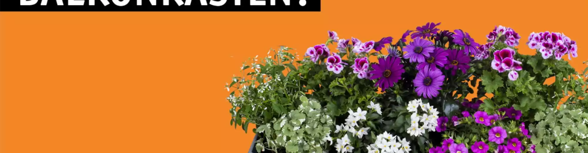 Wie geht...Balkonkasten