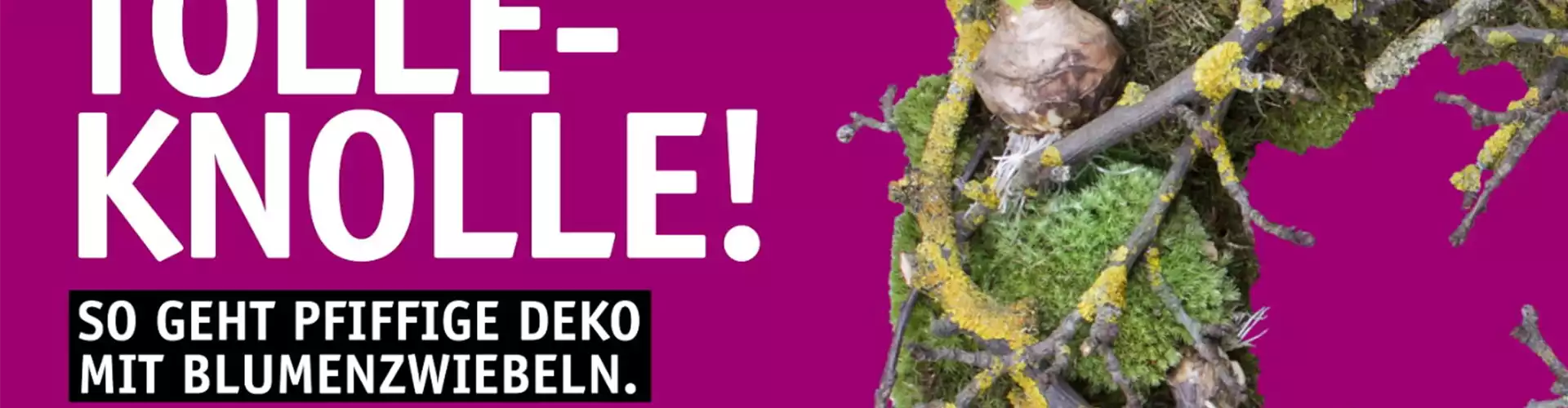 Tolle Knolle - So geht pfiffige Deko mit Blumenzwiebeln