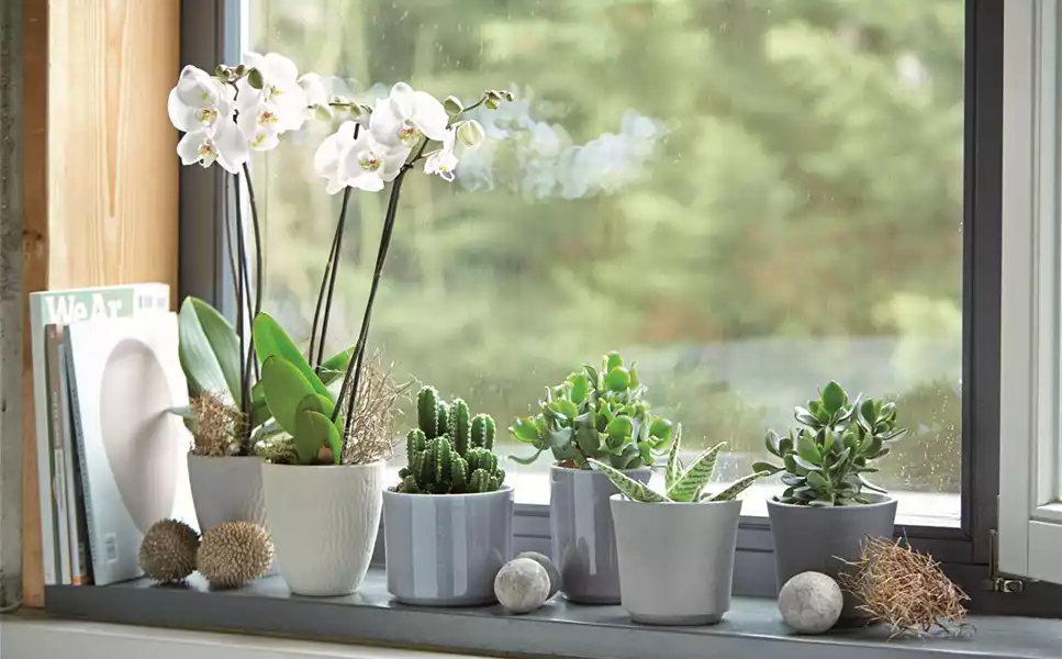 Zimmerpflanzen - Blätter und Blüten