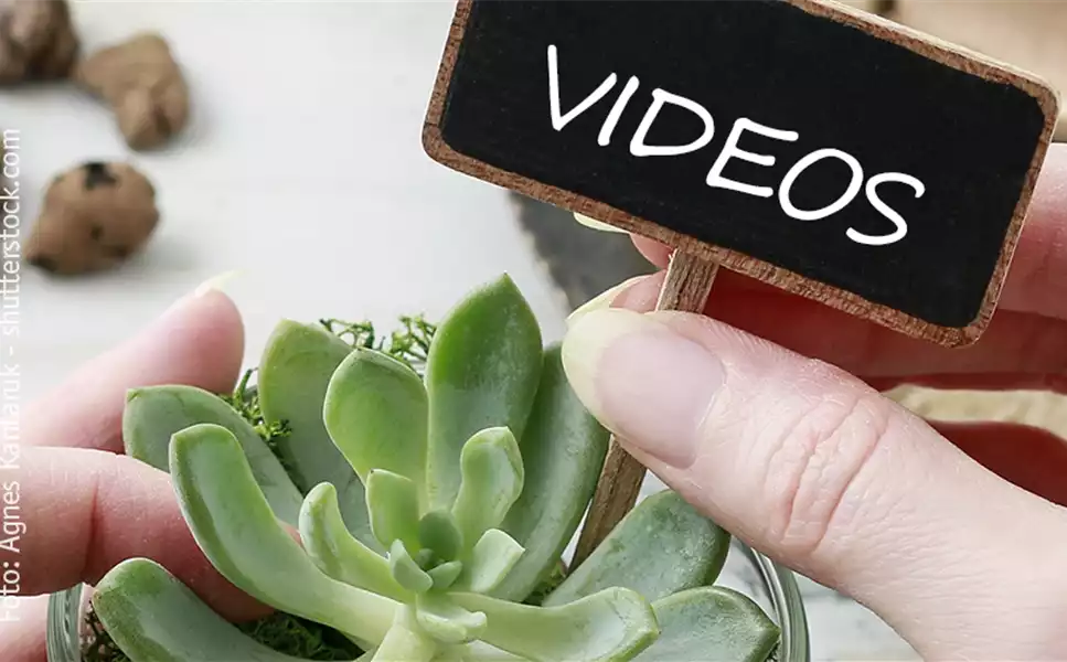 VIDEOS - TIPPS UND TRICKS!