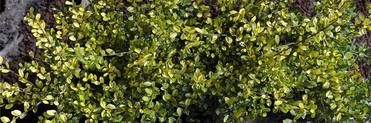 BESTECHENDE SCHöNHEITEN