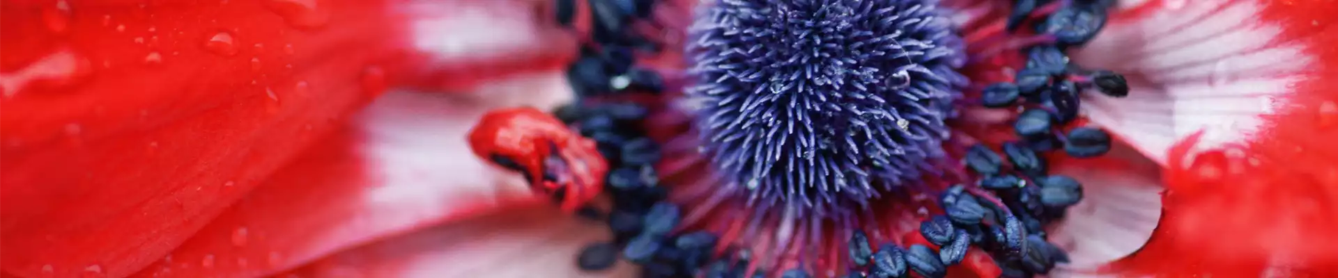 Pflanze des Monats April: Anemone