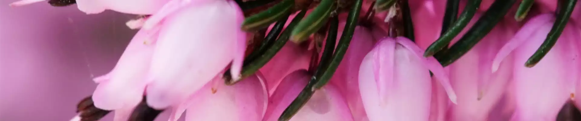 Pflanze des Monats Oktober: Heide