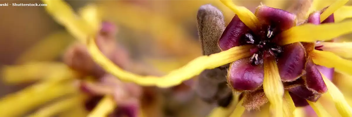 Pflanze des Monats November: Zaubernuss