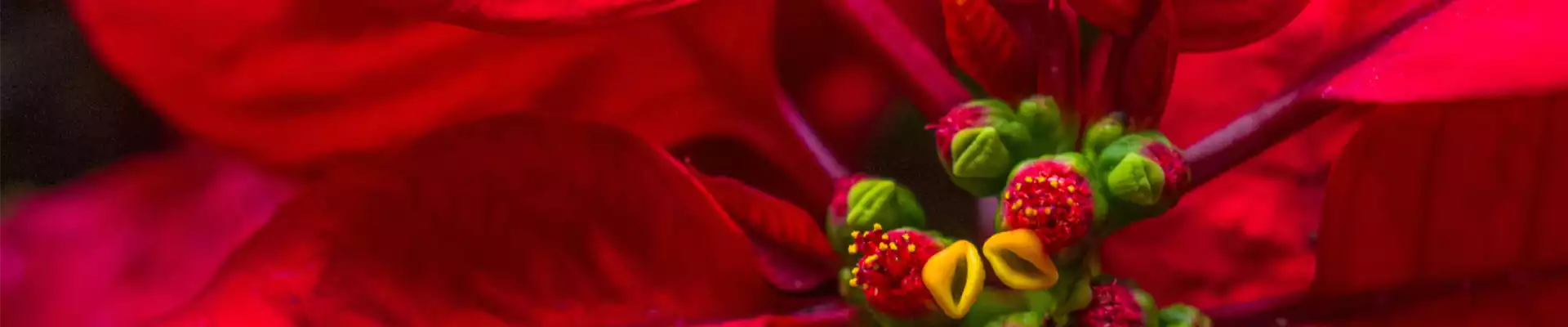 PFLANZE DES MONATS DEZEMBER: WEIHNACHTSSTERN