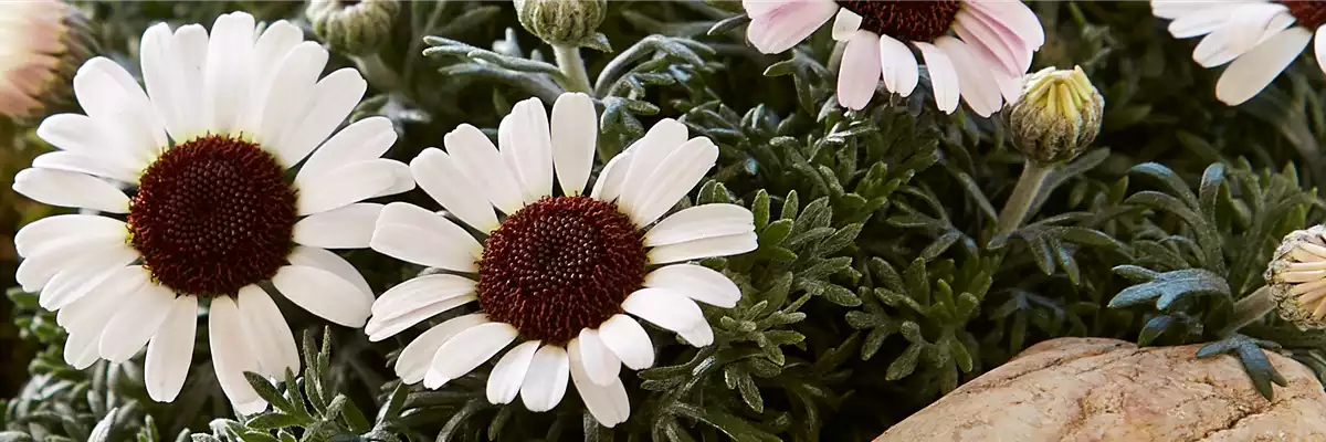 MAROKKANISCHE MARGERITE