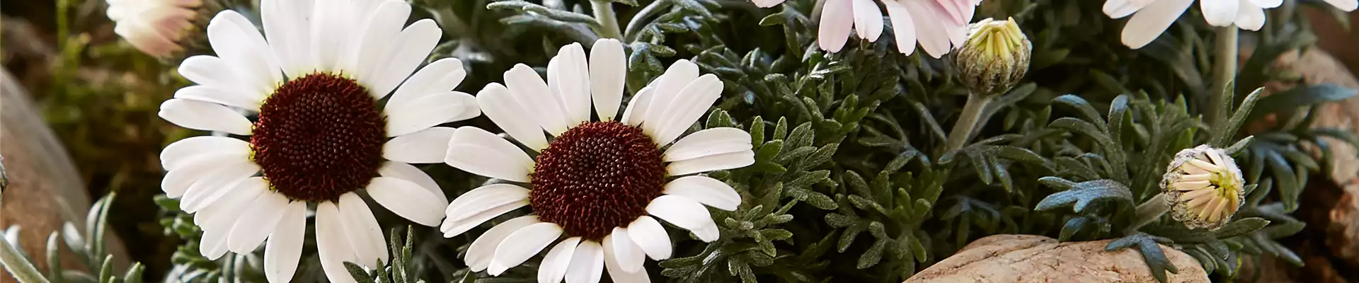 MAROKKANISCHE MARGERITE