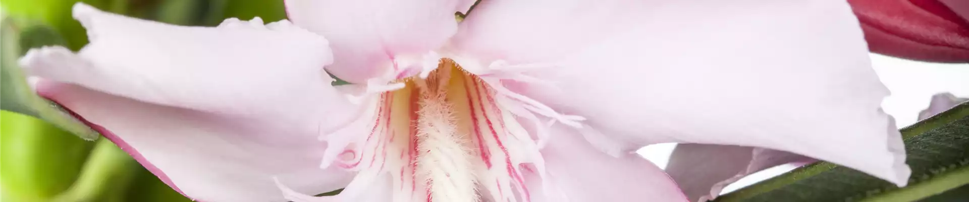 Nerium oleander
