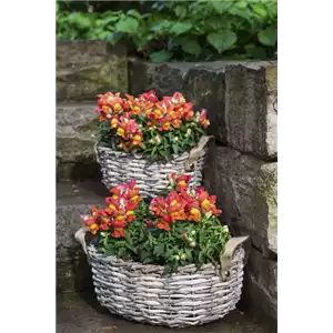 PFLANZE DES MONATS JUNI: LÖWENMÄULCHEN