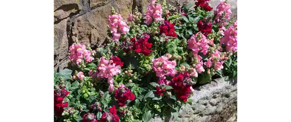 PFLANZE DES MONATS JUNI: LÖWENMÄULCHEN