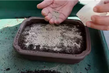 Basilikum - Aussäen von Samen