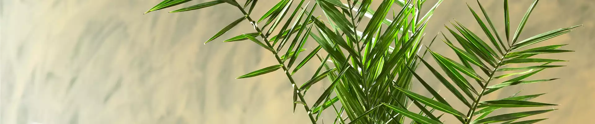 KANARISCHE DATTELPALME