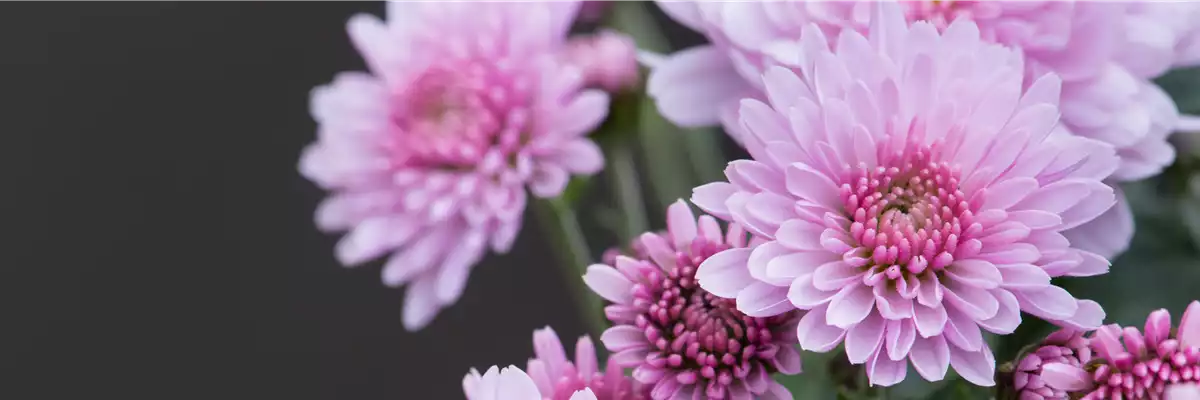 CHRYSANTHEME