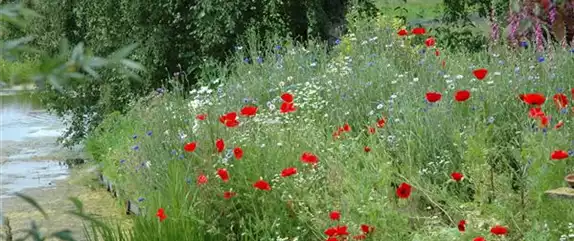 SAMENBOMBEN - BLüHENDE üBERRASCHUNG IM GARTEN