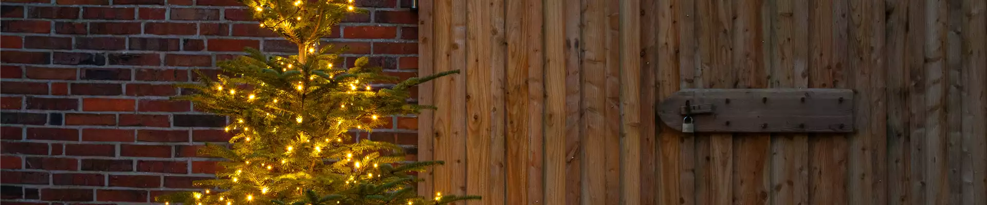 Lichter im Garten - beleuchtete Tanne