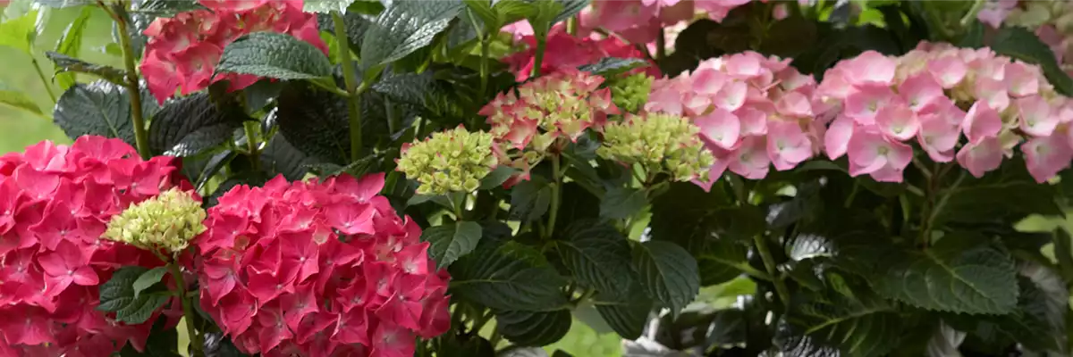 PRACHTVOLLE SCHATTENANBETER.