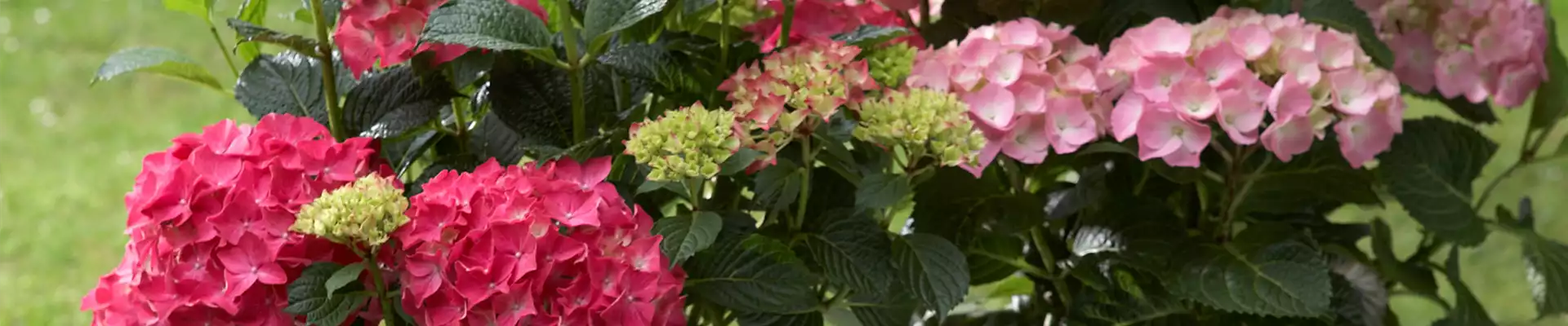 PRACHTVOLLE SCHATTENANBETER.