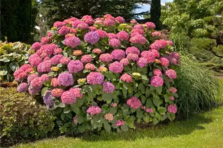 Bauernhortensie