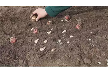 AUS DER KNOLLE KOMMT DAS TOLLE!