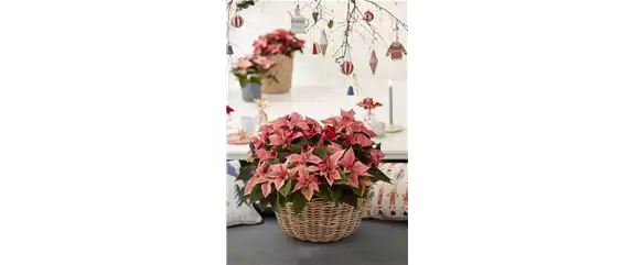 DEIN WEIHNACHTSDUFT!