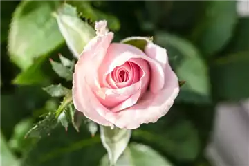 DER DUFT VON ROSEN!