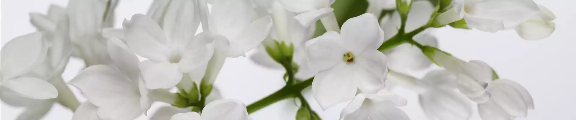 Syringa