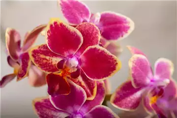 DIE ORCHIDEEN-KLASSIKER