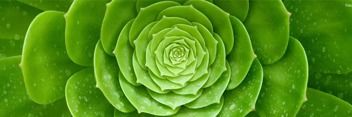 Pflanze des Monats Februar: Sukkulenten