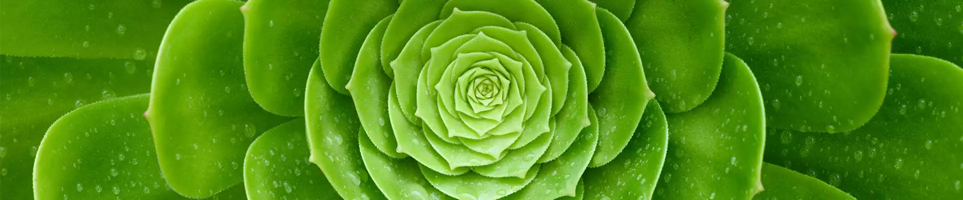 Pflanze des Monats Februar: Sukkulenten