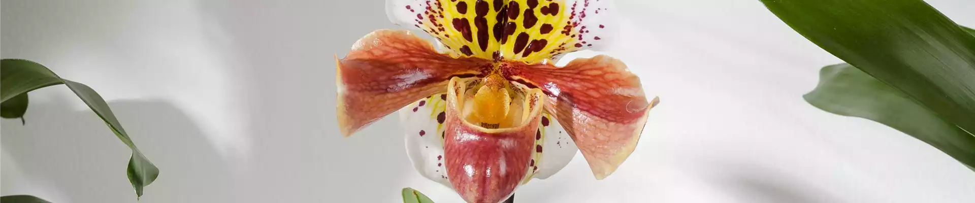 Paphiopedilum