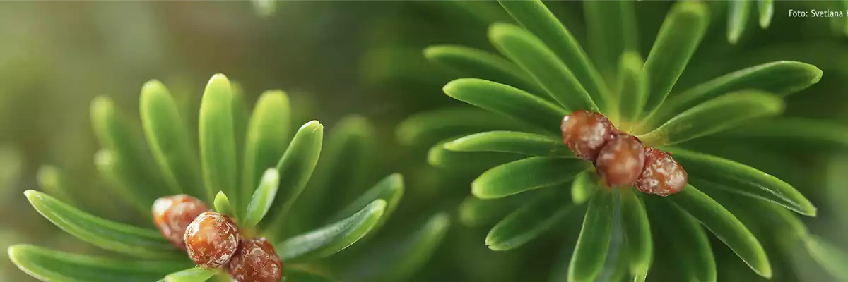 PFLANZE DES MONATS DEZEMBER: TANNE