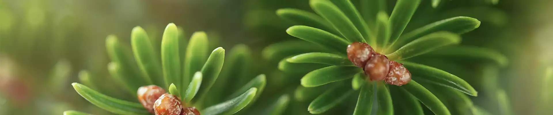 PFLANZE DES MONATS DEZEMBER: TANNE