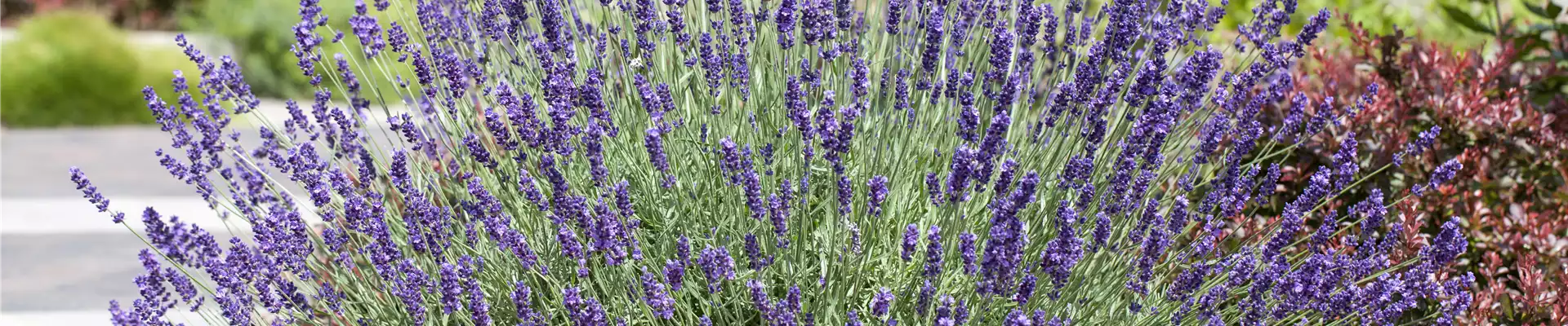 Lavandula angustifolia