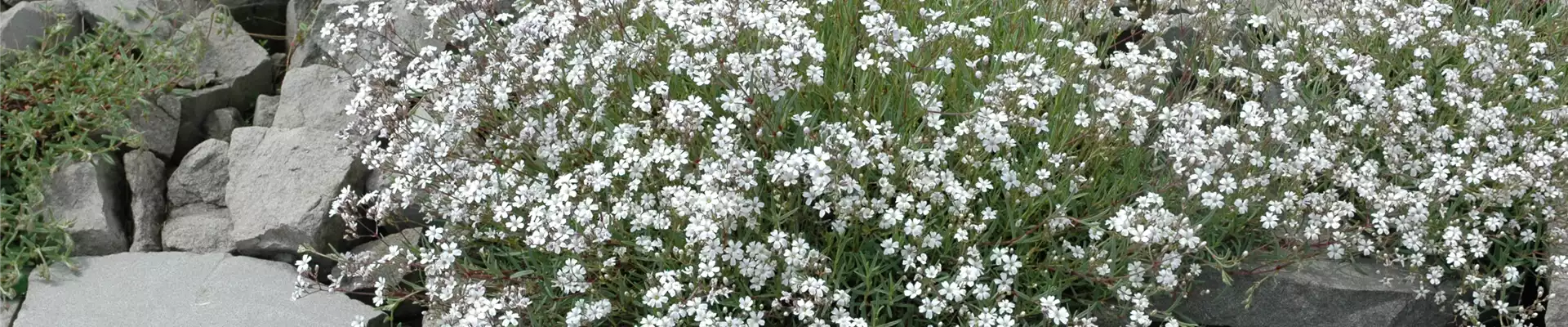 Gypsophila paniculata